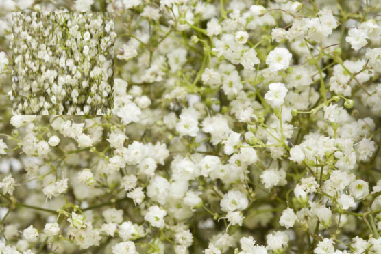 All Things Grow With Love - Baby's Breath