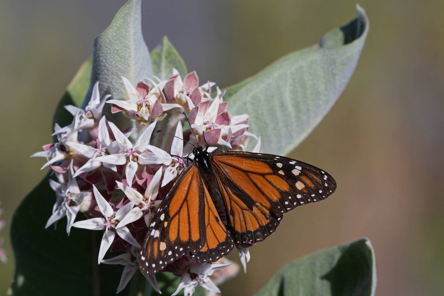 Help Save the Butterflies - Milkweed Mix Seed Packets