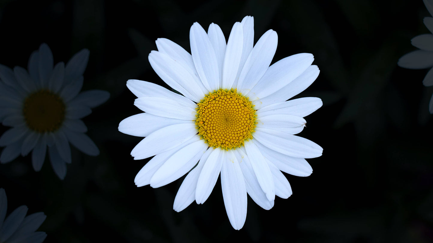 Shasta Daisy | Flower Seed Grow Kit