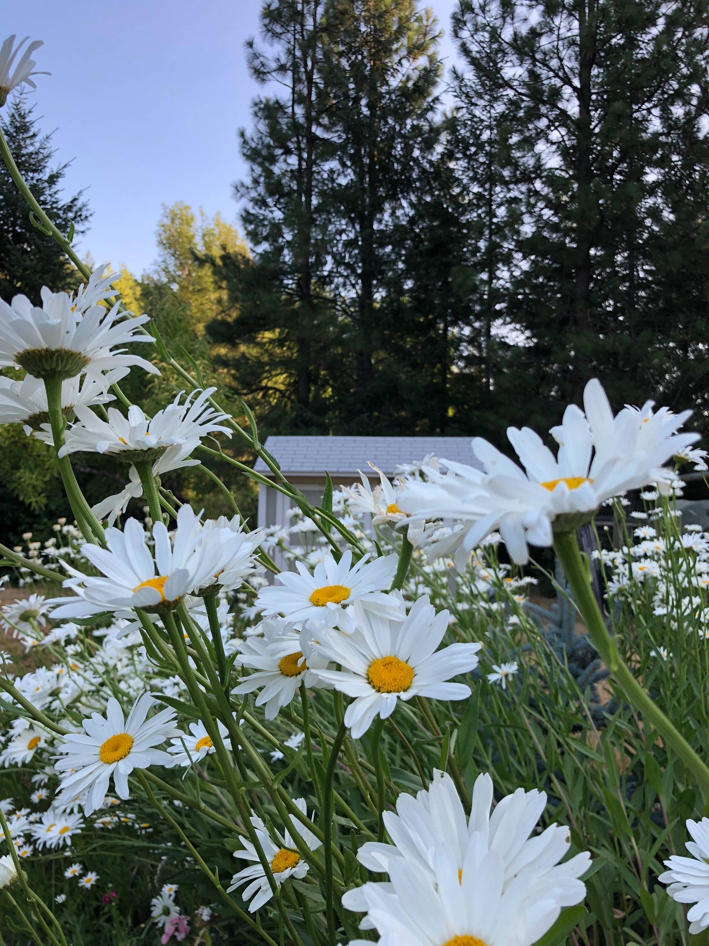 Shasta Daisy | Flower Seed Grow Kit