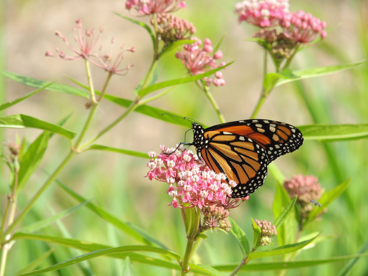 Help Save the Butterflies - Milkweed Mix Seed Packets